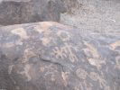 PICTURES/Painted Rock Petroglyph Site/t_Squiggle & Figures1.JPG